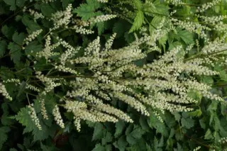 Aruncus 'Sommeranfang'