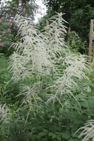 Aruncus sp. (sinensis)
