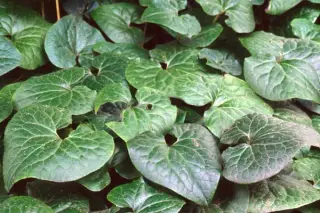 Asarum caudatum