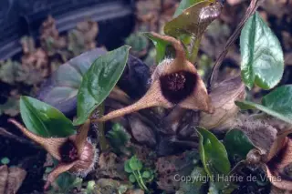 Asarum europaeum