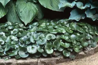 Asarum europaeum