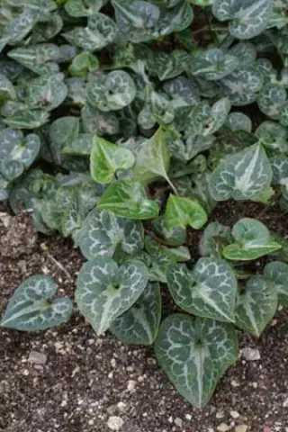 Asarum hartwegii