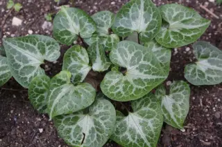 Asarum marmoratum (ex Oregon)