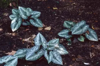 Asarum splendens