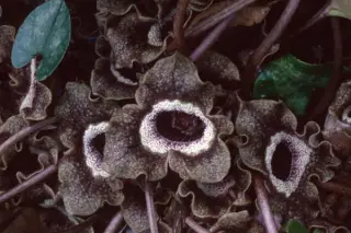 Asarum splendens