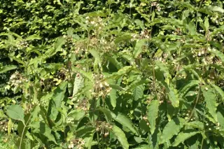 Asclepias exaltata (coll. Wisconsin)