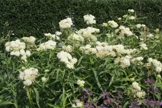 Asclepias incarnata 'Iceballet'