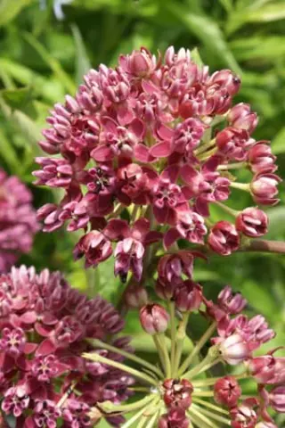 Asclepias purpurascens