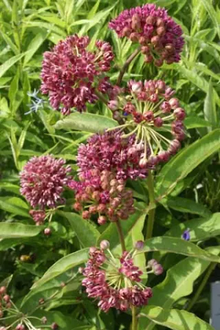 Asclepias purpurascens