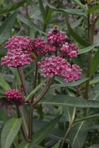 Asclepias rubra