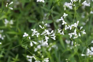 Asperula aristata scabra