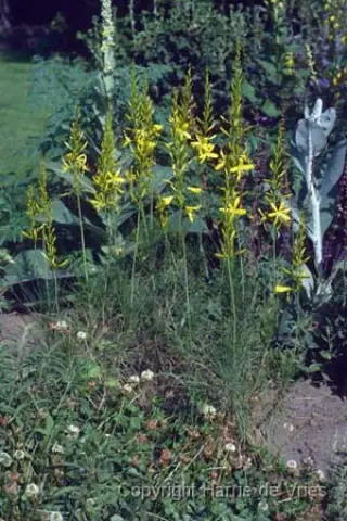 Asphodeline liburnica