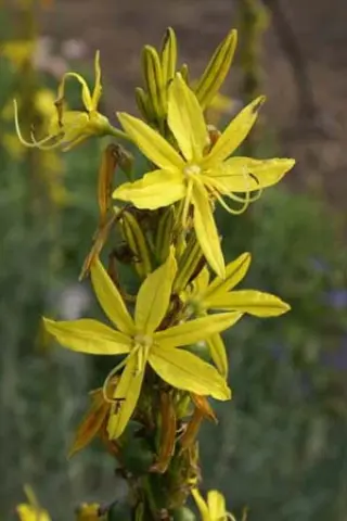 Asphodeline lutea