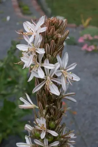 Asphodeline taurica (ex Bolkar Dag)