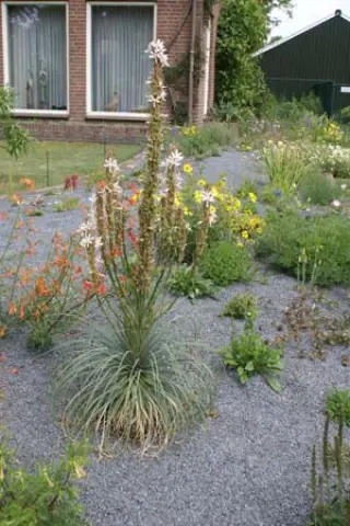 Asphodeline taurica (ex Bolkar Dag)