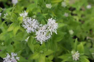 Asperula taurina caucasica