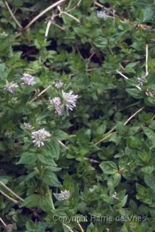 Asperula taurina caucasica