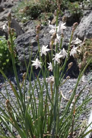 Asphodelus tenuifolius
