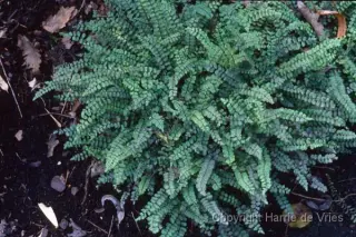 Asplenium trichomanes