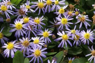 Aster ageratoides adustus 'Nanus' (Syn. Kalimeris Inc. 'Nana Blue')
