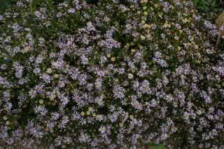 Aster ageratoides adustus 'Nanus' (Syn. Kalimeris Inc. 'Nana Blue')