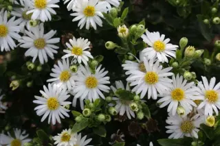 Aster ageratoides 'Star Shine'
