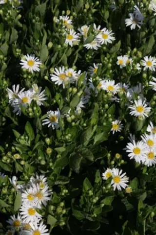 Aster ageratoides 'Star Shine'