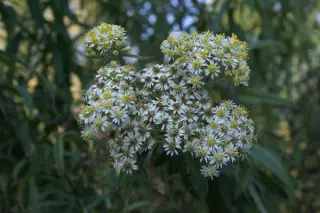 Aster albescens