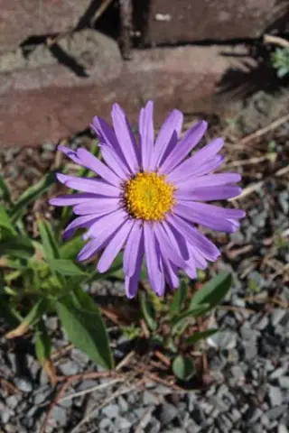 Aster alpinus 'Goliath'