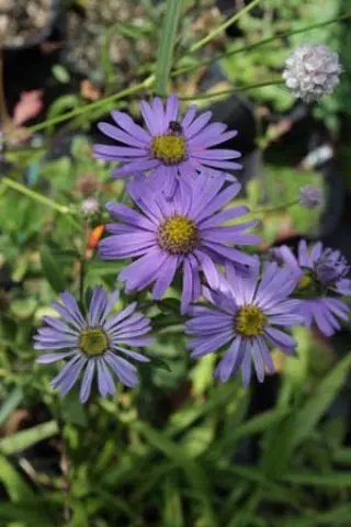 Aster amellus 'Blütendecke'
