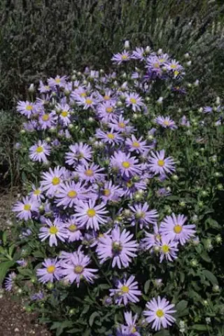 Aster amellus 'Blütendecke'