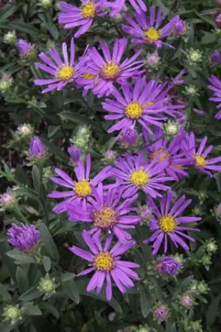 Aster amellus 'Butzemann'
