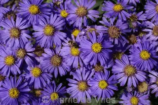 Aster amellus 'Forncett Flourish'