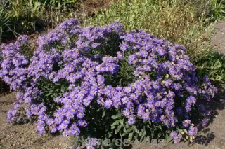 Aster amellus 'Forncett Flourish'