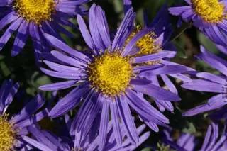 Aster amellus 'Grunder'