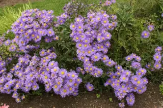 Aster amellus 'Grunder'