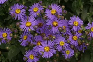 Aster amellus 'Kobold'