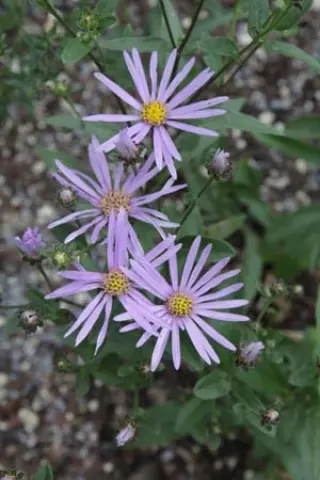 Aster amelloides NCE335