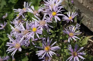 Aster amelloides NCE335
