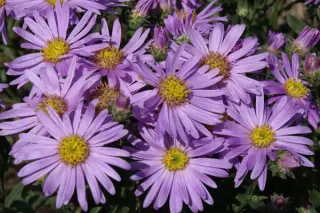 Aster amellus 'Rosa Erfüllung'