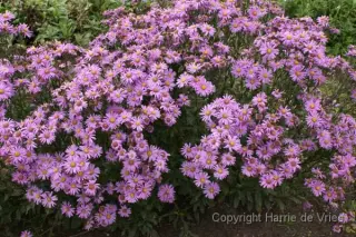 Aster amellus 'Rosa Erfüllung'