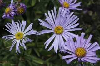 Aster amellus scepusiensis