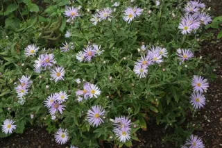 Aster amellus scepusiensis