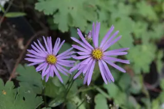 Aster amellus 'Sternkugel'