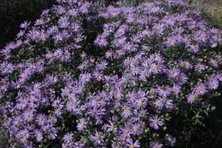 Aster amellus 'Sternkugel'