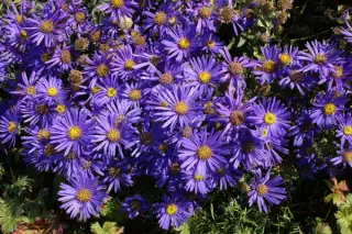 Aster amellus 'Ultramarine'