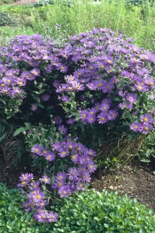 Aster amellus 'Ultramarine'