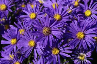 Aster amellus 'Veilchenkönigin'