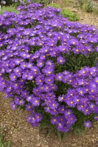 Aster amellus 'Veilchenkönigin'