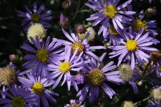 Aster amellus (wild coll. Zwitserland)
